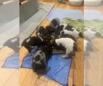 Small #2 German Shorthaired Pointer