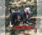 Small #2 American Pit Bull Terrier