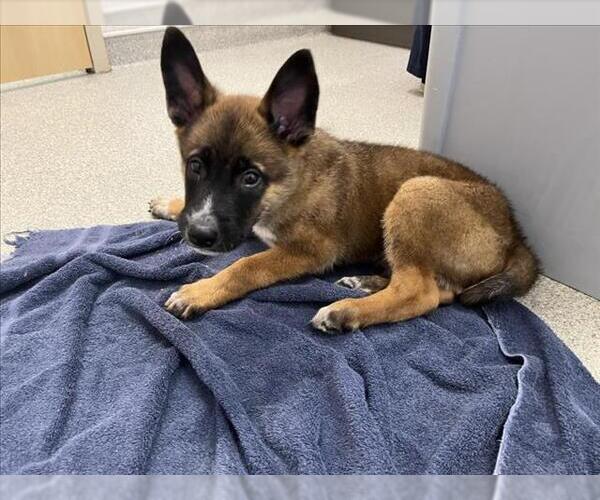 Medium Photo #1 Mutt Puppy For Sale in Fort Collins, CO, USA