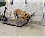 Small American Staffordshire Terrier Mix