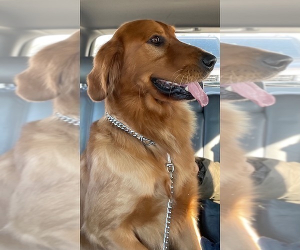 Medium Photo #24 Golden Retriever Puppy For Sale in SANFORD, NC, USA