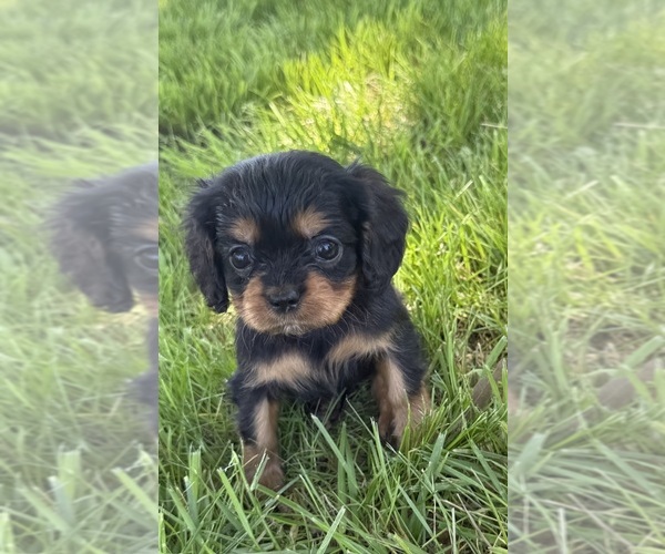 Medium Photo #1 Cavalier King Charles Spaniel Puppy For Sale in OAK GROVE, MO, USA
