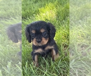 Cavalier King Charles Spaniel Puppy for sale in OAK GROVE, MO, USA