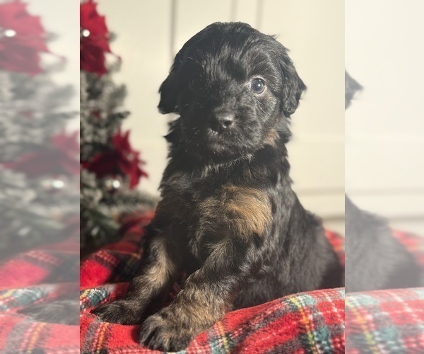 Medium Photo #15 Aussiedoodle Miniature  Puppy For Sale in MENIFEE, CA, USA