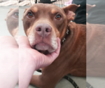 Small #1 American Staffordshire Terrier Mix