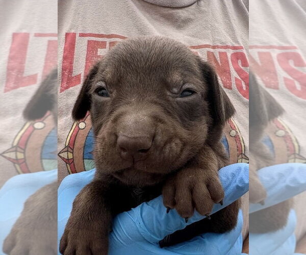 Medium Photo #1 Labrador Retriever-Unknown Mix Puppy For Sale in Bolivar, MO, USA