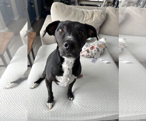Labrador Retriever-Unknown Mix Dogs for adoption in Lockport, NY, USA