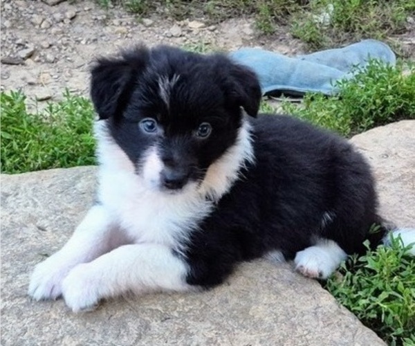Medium Photo #14 Border-Aussie Puppy For Sale in BLUE RIVER, WI, USA