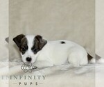 Small #3 Jack Russell Terrier-ShihPoo Mix
