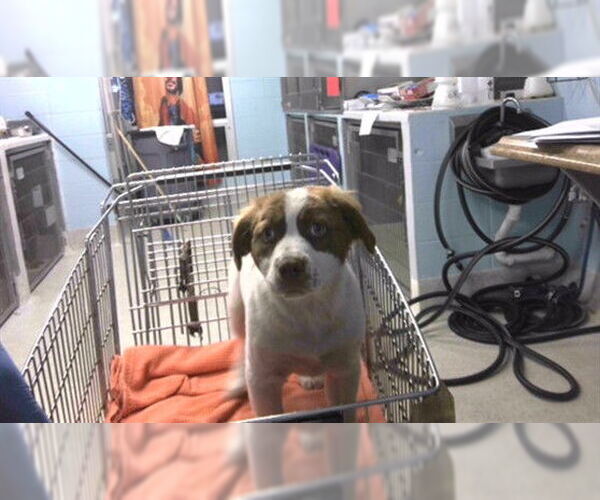 Medium Photo #1 Australian Shepherd-Unknown Mix Puppy For Sale in Tallahassee, FL, USA