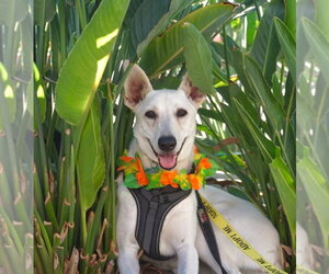 Gracie Mae - Female Labrador Retriever-white german shepherd Mix Dog for Adoption - Photo #5