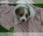 Small #3 Bichon-A-Ranian