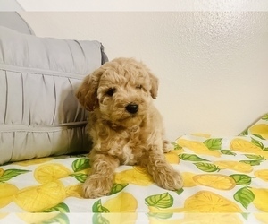 Poodle (Miniature) Puppy for sale in HILLSBORO, WI, USA