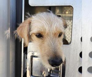 Mutt Dogs for adoption in San Antonio, TX, USA