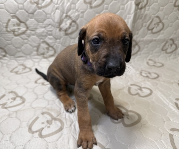 Medium Photo #3 Labrador Retriever-Rhodesian Ridgeback Mix Puppy For Sale in FRESNO, CA, USA