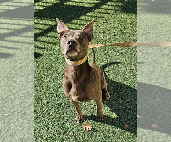 Medium Photo #10 Mutt Puppy For Sale in Rockwall, TX, USA