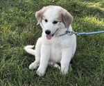 Small #4 Great Pyrenees
