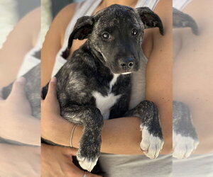Willow - Female Border Collie-Boxer Mix Dog for Adoption - Photo #3