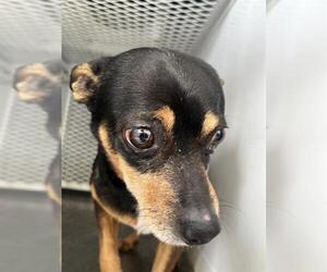 Chihuahua Dogs for adoption in Bakersfield, CA, USA