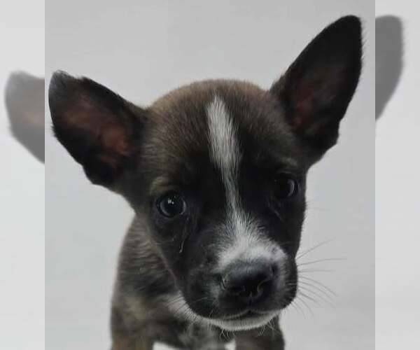 Medium Photo #2 Labrador Retriever-Unknown Mix Puppy For Sale in Brewster, NY, USA