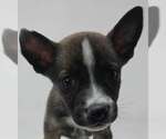 Small #1 Labrador Retriever Mix