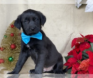 Anatolian Shepherd-Golden Retriever Mix Puppy for sale in LANCASTER, PA, USA
