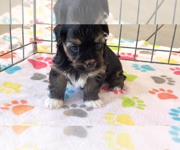 Medium Photo #4 Havanese Puppy For Sale in ORO VALLEY, AZ, USA
