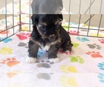Small #3 Havanese