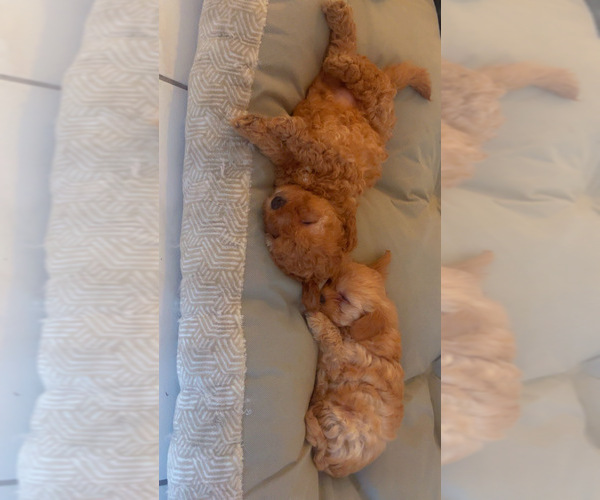 Medium Photo #3 YorkiePoo Puppy For Sale in PORT SAINT LUCIE, FL, USA