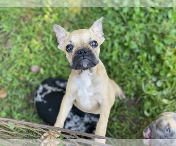 Medium Photo #6 French Bulldog Puppy For Sale in JACKSONVILLE, FL, USA