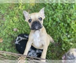 Small Photo #6 French Bulldog Puppy For Sale in JACKSONVILLE, FL, USA