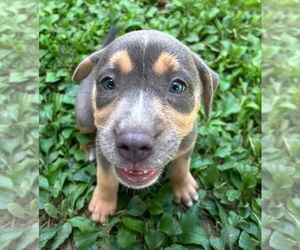 Catahoula Leopard Dog-Labrador Retriever Mix Dogs for adoption in Alexander, AR, USA