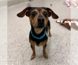Chihuahua-Unknown Mix Dogs for adoption in Brighton, CO, USA