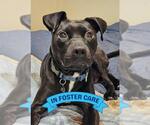Small #3 American Staffordshire Terrier Mix