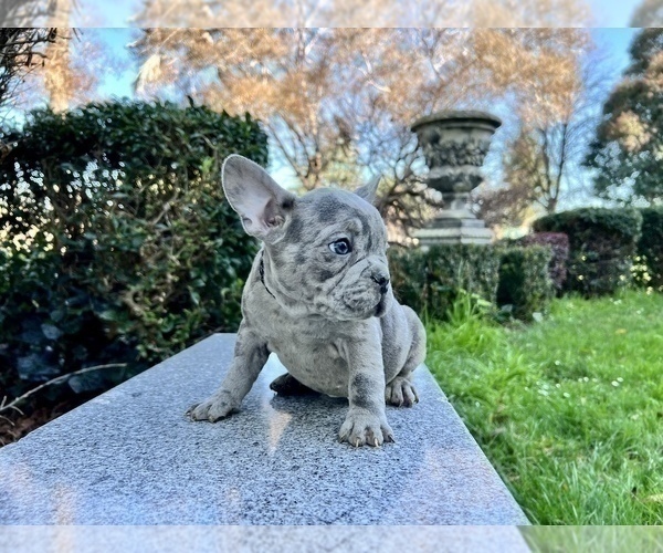 Medium Photo #209 French Bulldog Puppy For Sale in HAYWARD, CA, USA