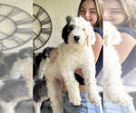 Puppy Pirate Sheepadoodle