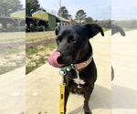 Small #9 Labrador Retriever Mix