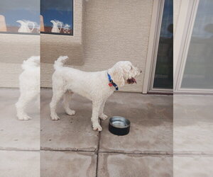 Atlas - Male Goldendoodle Dog for Adoption - Photo #3