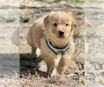 Small Photo #4 Golden Retriever Puppy For Sale in COLORADO SPRINGS, CO, USA