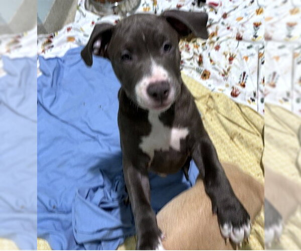 Medium Photo #1 Staffordshire Bull Terrier-Unknown Mix Puppy For Sale in Dedham, MA, USA