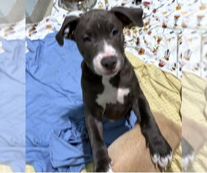 Staffordshire Bull Terrier-Unknown Mix Dogs for adoption in Dedham, MA, USA