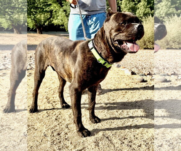 Medium Photo #3 Mutt Puppy For Sale in Goodyear, AZ, USA