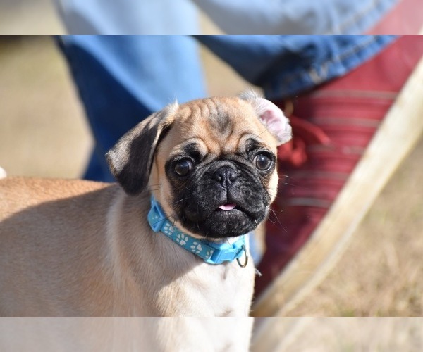 Medium Photo #3 Pug Puppy For Sale in PALM COAST, FL, USA