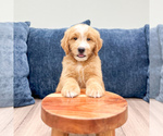 Small Photo #39 Goldendoodle (Miniature) Puppy For Sale in MILLERSBURG, OH, USA