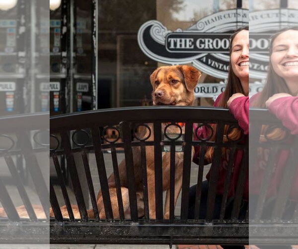 Medium Photo #8 Mutt Puppy For Sale in Doylestown, PA, USA