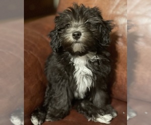 Maltipoo Puppy for sale in CLEVELAND, TN, USA