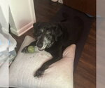 Small #3 Labrador Retriever