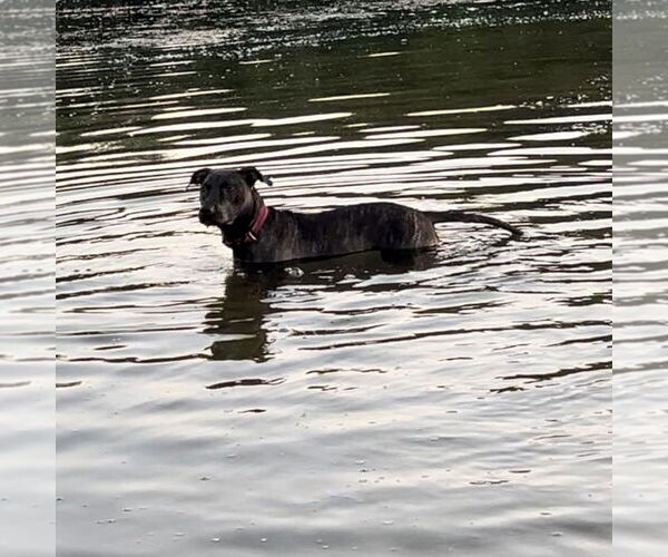 Medium Photo #5 American Pit Bull Terrier-Plott Hound Mix Puppy For Sale in Hayward, CA, USA