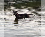 Small #4 American Pit Bull Terrier-Plott Hound Mix