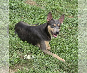 Ollie - Male Mutt Dog for Adoption - Photo #3